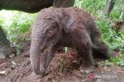 Three Sumatran elephant deaths raise conservation concerns in Aceh