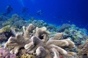 Menikmati keindahan bawah laut Pulau Tomia Wakatobi