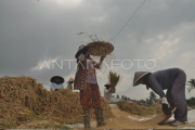 Harga beras melonjak di Bengkulu