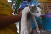 Mempertahankan DKI Jakarta teteap bebas rabies