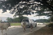 Warga keluhkan sapi yang suka berkeliaran di jalan-jalan