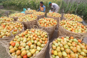 Nilai tukar petani naik