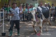 Kontes sapi perah di Salatiga