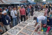 Harga ikan di Kendari turun