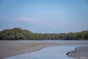 Kebun Raya Mangrove rumah bagi aneka fauna