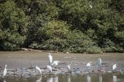 Kebun Raya Mangrove rumah bagi aneka fauna