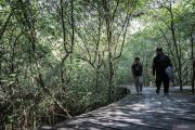Pesona Kebun Raya Mangrove Surabaya