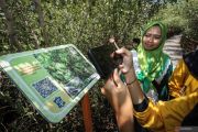 Pesona Kebun Raya Mangrove Surabaya