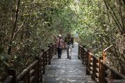 Pesona Kebun Raya Mangrove Surabaya