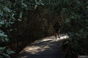 Pesona Kebun Raya Mangrove Surabaya