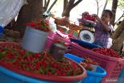 Harga cabai di Baubau naik drastis