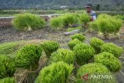 Penyediaan bibit untuk Gernas Tanam Padi