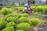 Penyediaan bibit untuk Gernas Tanam Padi