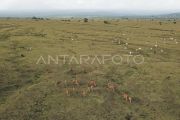 SAVANA DORO NCANGA