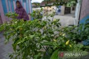 Gerakan tanam cabai di Palu