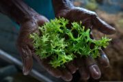 Harga rumput laut brokoli turun drastis