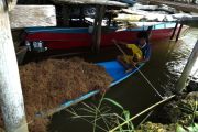 Harga rumput laut brokoli turun drastis