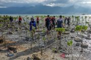 Tanam mangrove peringati Hari Air Sedunia di Palu