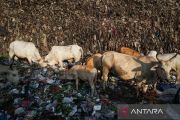Sapi tidak layak konsumsi di TPA