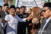 Penyembelihan sapi kurban bantuan Presiden di Palu