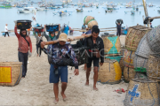 Panen ikan di Pantai&Ecirc;Kedonganan&Ecirc;Bali