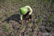 Some areas in Indonesia experience drought