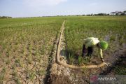Some areas in Indonesia experience drought