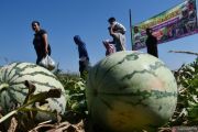 Buah semangka dapat membantu fungsi kardiovaskular lebih baik