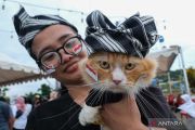 Pet contest in Kendari
