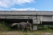 Tol Pekanbaru Dumai miliki lima terowongan khusus gajah