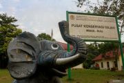 Pusat konservasi gajah Riau