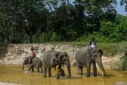 Pusat konservasi gajah Riau