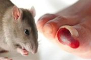 Begini cara penularan virus hanta dari tikus ke manusia