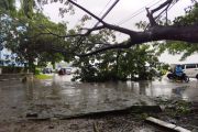 Pohon tumbang akibat angin kencang