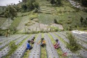 Big Farmer Program in Kertawangi Tourism Village