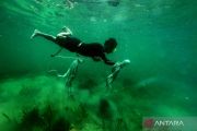 Suku Bajo berburu gurita di Selat Muna