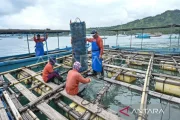 Budi daya mutiara air laut Autore di Lombok