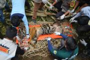 Evakuasi harimau sumatera pemakan ternak di Agam