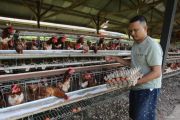 Indonesia's agriculture downstreaming program to create 8 million jobs