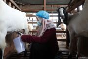 Cari pengganti susu sapi? susu kambing bisa jadi pilihan sehat