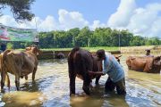 Tradis Guyang Sapi di Telaga Ploso Gunung Kidul