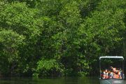 Indonesia's mangrove coverage rises to 3.46 million hectares