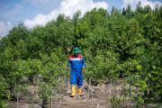 Kilang Pertamina Internasional Project Sumatera dukung kelestarian mangrove di Banyuasin