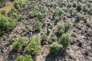 Kilang Pertamina Internasional Project Sumatera dukung kelestarian mangrove di Banyuasin