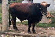 Daging kurban presiden dibagikan warga tak mampu di Gowa