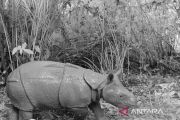 Ministry claims Indonesia sole guardian of Javan rhinos