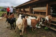BRIN kaji pelestarian biodiversitas kambing lokal di Indonesia Timur