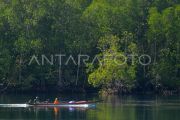 Potensi wisata mangrove Pulau Siberut Mentawai