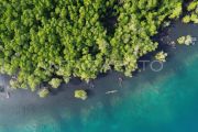 Potensi wisata mangrove Pulau Siberut Mentawai