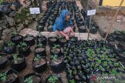 Pemkot Kendari siapkan lahan untuk pertanian perkotaan